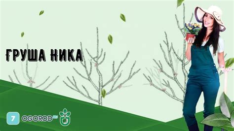 Груша Ника - YouTube