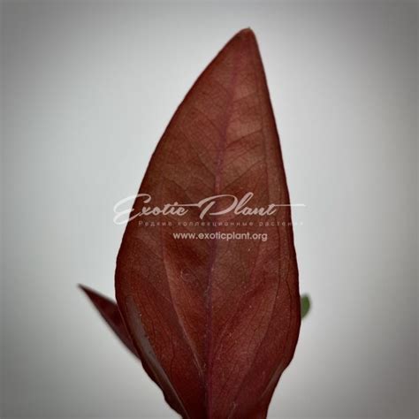 syngonium erythrophyllum - exoticplantshop.org