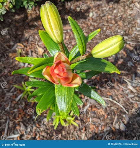 A Lily in Bloom Outdoors in Natures Beauty Stock Photo - Image of lily
