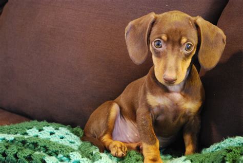 How Common Is Ivdd In Dachshunds