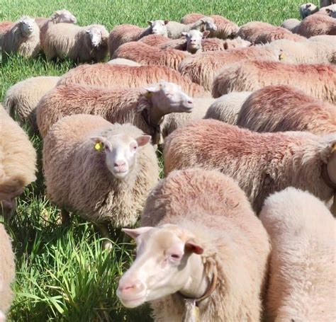 Baleares comienza este lunes una nueva campaña de vacunación