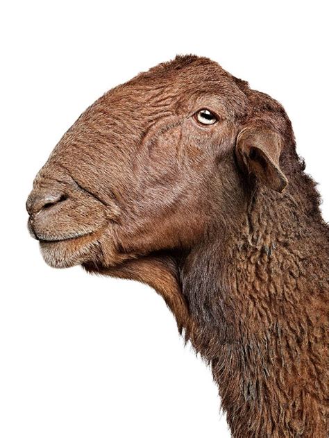 Breeds - Guirra Sheep | WoolDreamers