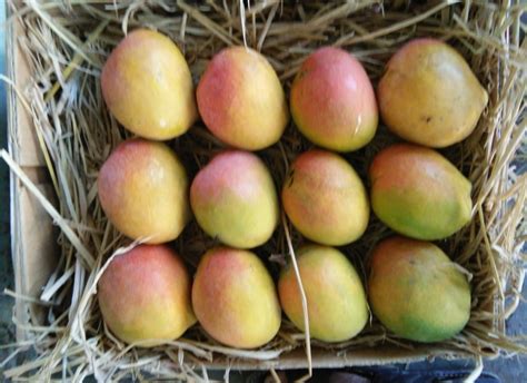 pairi mango payari mango mad  mangoes