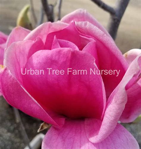 Magnolia x 'Felix' | Urban Tree Farm Nursery