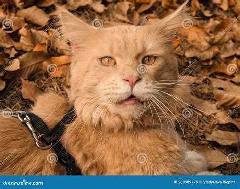 Angry Ginger Maine Coon Cat Walking in Autumn Stock Photo - Image of ...