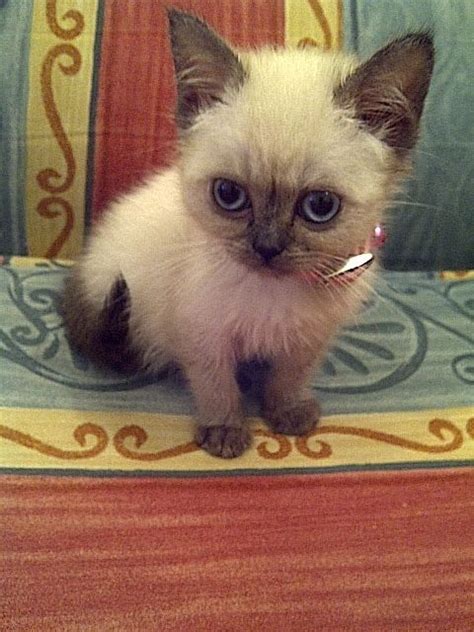 Pictures of Himalayan Cat Breed (omg best pin ever!!!!) Cats Meow, Cats ...