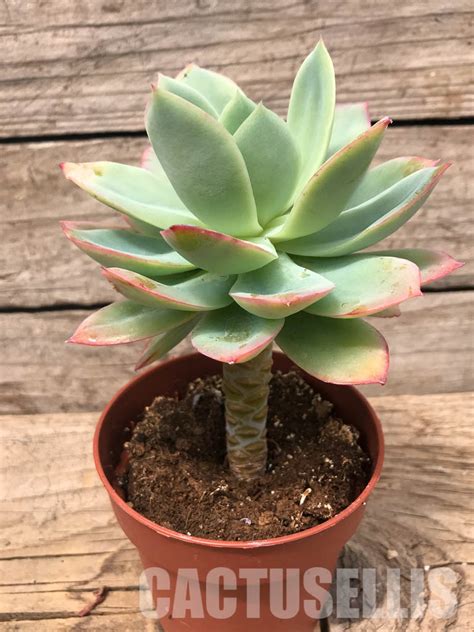 SH5727 Echeveria 'Luella' red - Кактус онлайн
