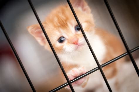 Identifying Common Ailments In Cats Adopted From Animal Shelters And ...