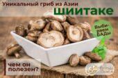 Солгар: экстракт грибов рейши, шиитаке, мейтаке – уникальные ...