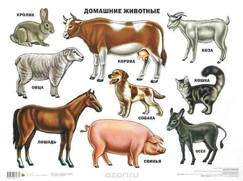 Обучающие плакаты для детей. Домашние животные | Animal paintings ...