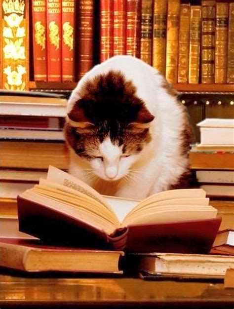 Кошка читает книгу (61 фото) - подборки картинок fonowik.club