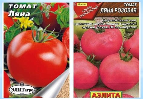 Томат ляна