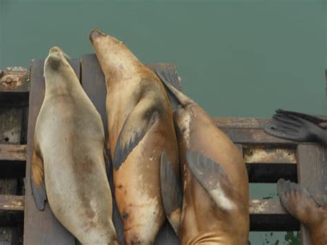 Michele Cushing's Images – Canva 