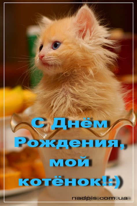 С Днём Рождения, мой котёнок | Картинки с надписями, прикольные ...