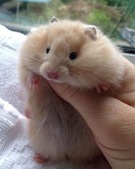 Сирийский хомяк белый пушистый (32 фото) | Hamster, Hamsters