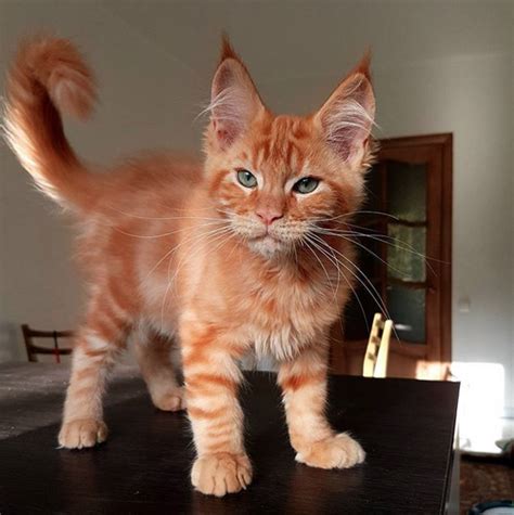 Lynx : r/pics