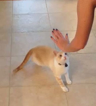 LOL Cat:give me five :: Funny :: MyNiceProfile.com