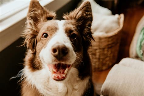 Exploring the Various Types of Border Collies Breeds