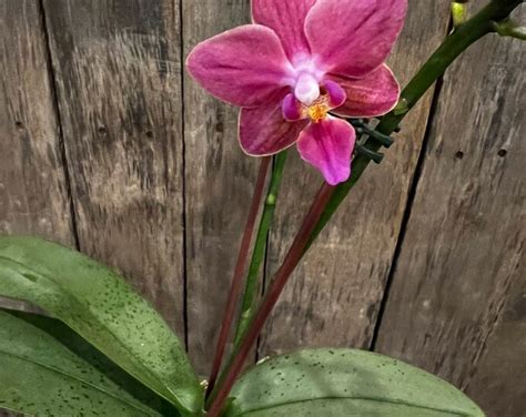 Phal. (sogo Gotris X Equalacea) “LZ3215” TWO Spikes, Fragrant, Mottled ...
