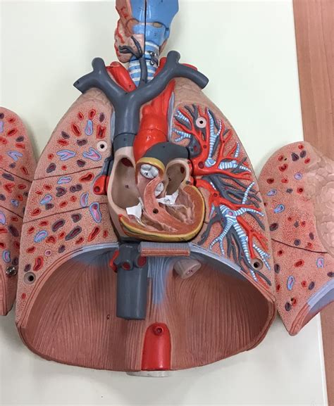 pulmonary circulation Diagram | Quizlet