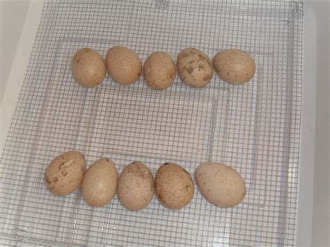 turkey eggs dibluver photo  fanpop