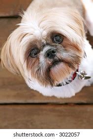 adorable dog  stock photo  shutterstock