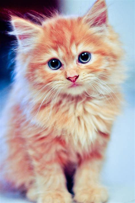 kitty blue: cat cafe kitty blue 場所 – ZUCICY