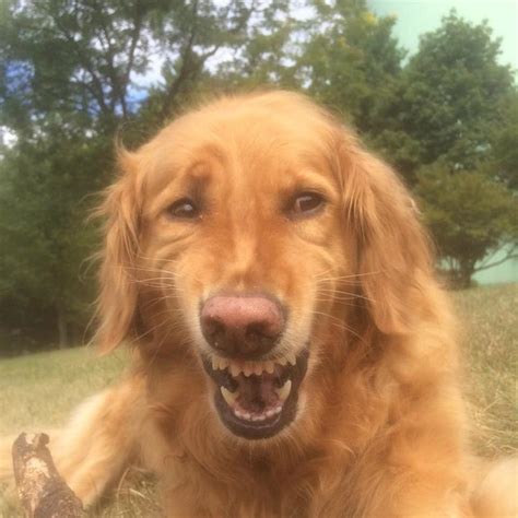 "dog" Meme Templates - Imgflip