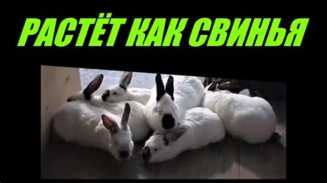КРОЛИК грязнуля неряха. Растёт как ПОРОСЁНОК - YouTube