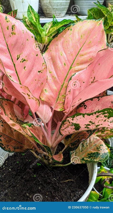 AGLAONEMA PINK COCHIN stock photo. Image of thrives - 230637050