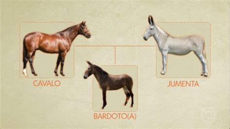 Cavalo Comendo A Jumenta - Conheça o bardoto, animal gerado do cruzamento entre cavalo e jumenta ...
