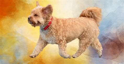 Corgipoo - Corgi Poodle Mix | PoodleHQ