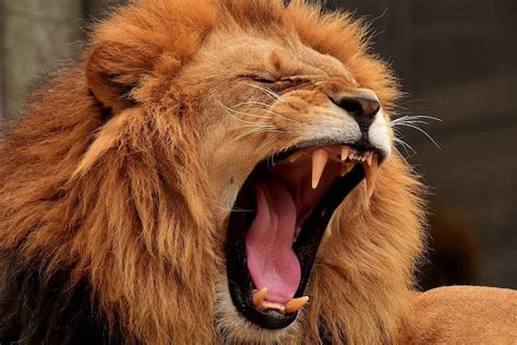 35 REAL Examples of Carnivores (With Pictures) - Wildlife Informer