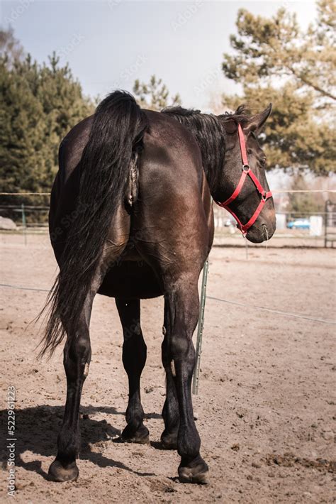 beautiful horse mare  mature female   reproductive organs