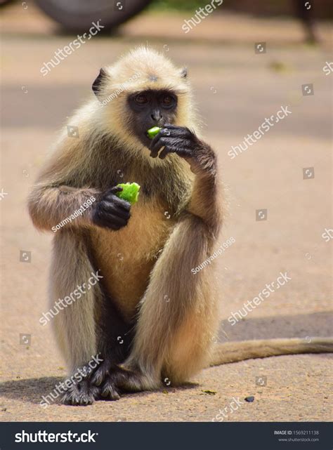 monkey eating food stock photo  shutterstock
