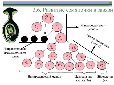 Оплодотворение, его биологическое значение. Двойное оплодотворение у ...