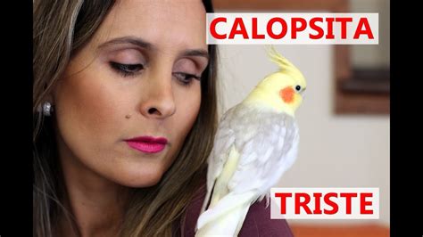 Calopsita Triste E Sonolenta - Calopsita triste | O que fazer? - YouTube