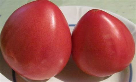 Лучшие сорта низкорослых помидор для открытого грунта | Tomato seeds ...