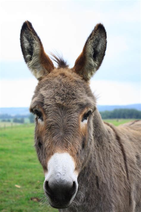 1,000+ Free Donkey & Nature Images - Pixabay