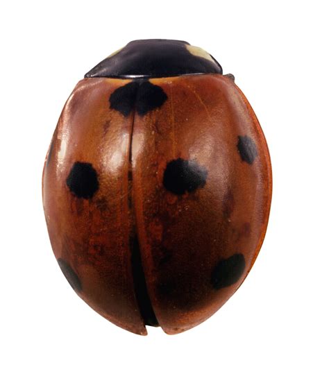 What Do Spots On A Ladybug Mean at Gabriel Higgins blog