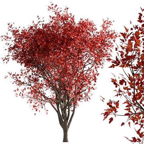 ArtStation - Set of Acer Ginnala Trees (Amur Maple) (4 Trees) | Resources