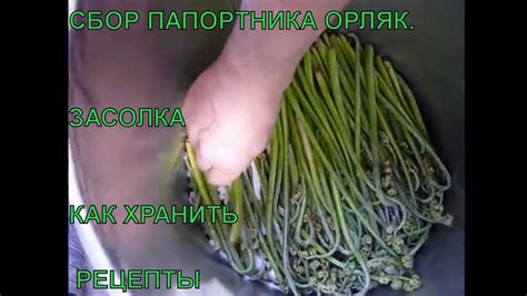 Папоротник ОРЛЯК СБОР. Как засолить папоротник на зиму. КАК правильно ...