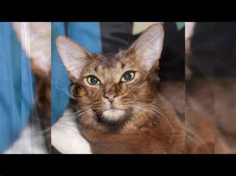 Сомали кошка 🐱: содержание дома, фото, купить, видео, цена