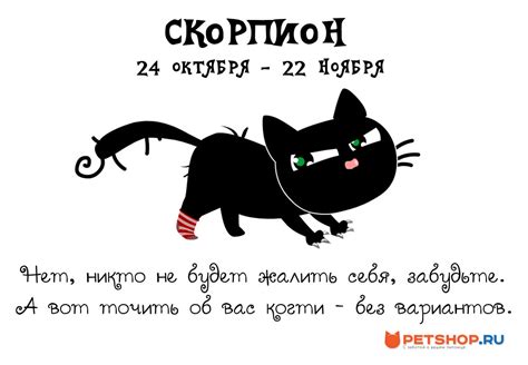 Котогороскоп: узнай, какой ты котик - Pics.ru