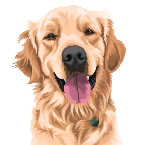 golden retriever dog drawing 5