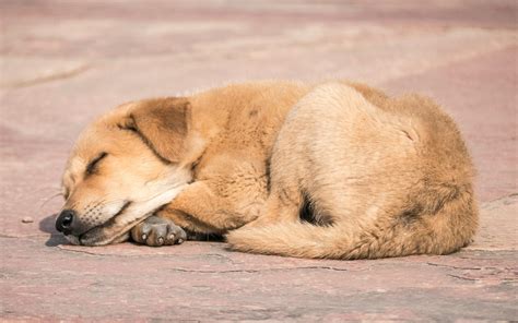 Little Dog Sleeping Cute Sleeping Puppy Wallpapers Wallpaper Cave