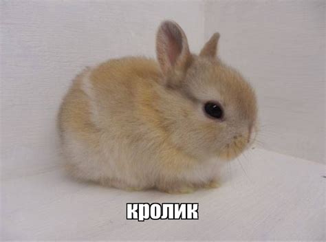 Create meme "rabbit decorative, a pet rabbit, little rabbits ...