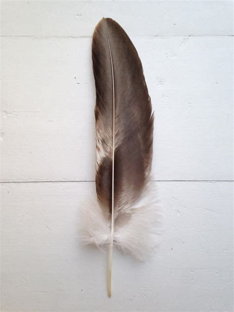 Bearded vulture feather by bluederive on DeviantArt