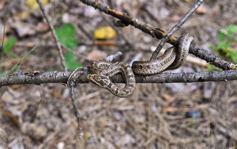 Snake Free Stock Photo - Public Domain Pictures
