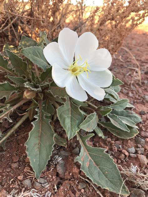 What's Poppin' - Dwarf Evening Primrose - Moab Flowers - Moab Gear Trader